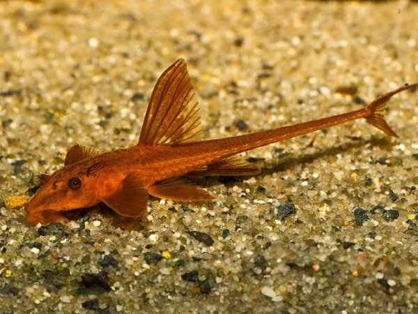 Fish
