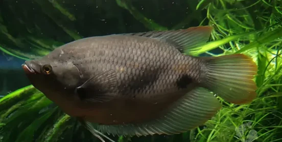 Semi Aggressive